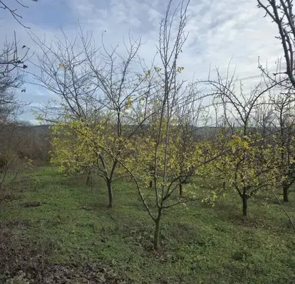 Photo 4 — Plot in Oblast Veliko Tyrnovo, Obedinenie