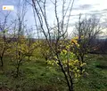 Снимка 5 — Парцел във Велико Търново, с. Обединение