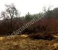 Снимка 3 — Парцел във Велико Търново, с. Присово