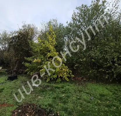 Photo 2 — Plot in Oblast Veliko Tyrnovo, Resen