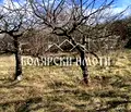 Снимка 2 — Парцел във Велико Търново, с. Самоводене