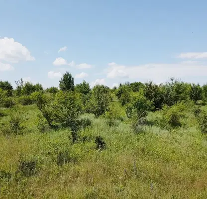 Photo 5 — Plot in Oblast Veliko Tyrnovo, Velchevo