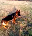 Парцел във Видин, с. Рабиша