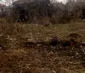 Снимка 3 — Парцел във Враца, Криводол
