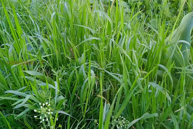 Agricultural Land in Oblast Vidin, Stakevci