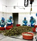 Промишлена сграда в Сливен, Промишлена зона