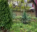 Снимка 4 — Тристаен апартамент с две тераси в Банишора, София
