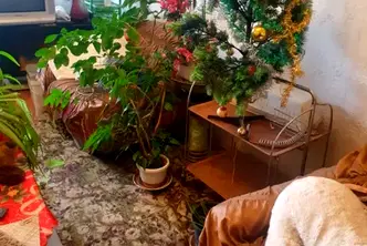 Тристаен апартамент в София, Сухата река