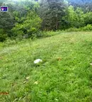 Земеделски имот в Пазарджик, Велин