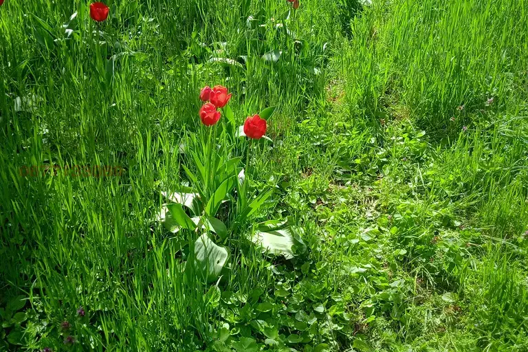 Agricultural Land in Oblast Vidin, Stakevci