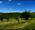 Снимка 2 — Земеделски имот в Кюстендил, с. Таваличево