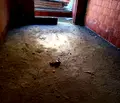 Снимка 4 — Двустаен апартамент в Кърджали, Възрожденци