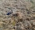 Снимка 5 — Парцел в с. Бистрица