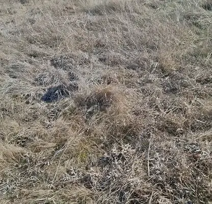 Photo 5 — Plot in Bistrica
