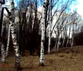 Снимка 3 — Парцел в с. Бистрица