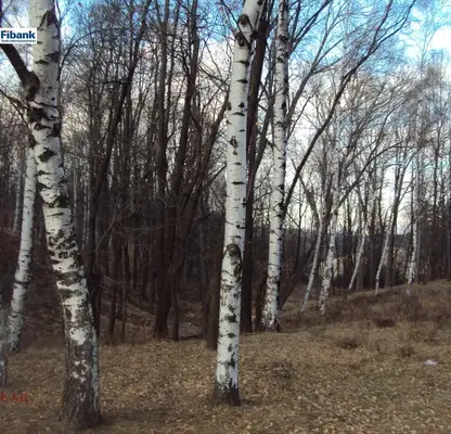 Photo 3 — Plot in Bistrica