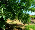 Снимка 5 — Парцел в Пловдив, с. Горна махала