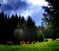 Снимка 5 — Парцел в Пловдив, с. Лилково