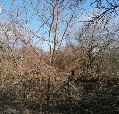 Снимка 3 — Парцел в Добрич, с. Орлова могила