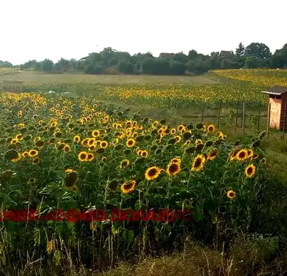 Photo 3 — Plot in Podgumer