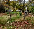 Снимка 5 — Парцел в София, Витоша