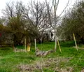 Снимка 4 — Парцел в Шумен, с. Панайот Волово