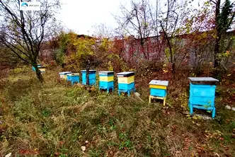 Къща в Габрово, Дряново