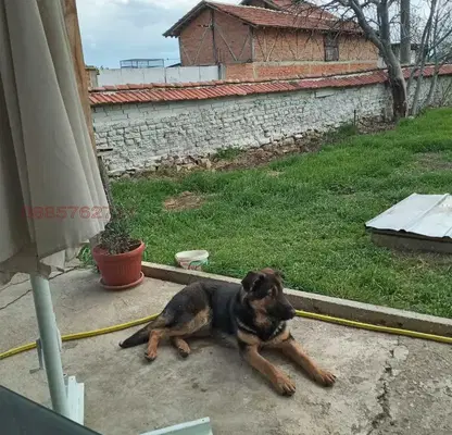 Снимка 4 — Двуетажна къща с двор в с. Блатница, област Пазарджик