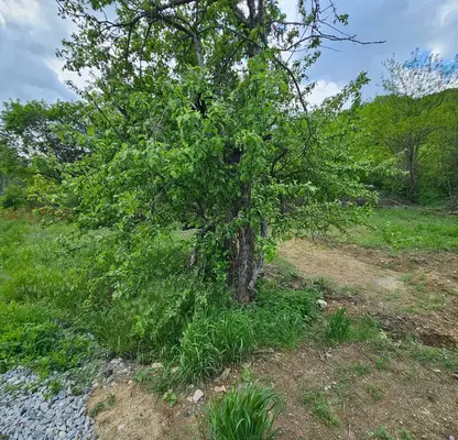 Photo 5 — Agricultural Land in Oblast Blagoevgrad, Mesta