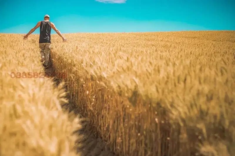 Нива в Добрич, с. Краище