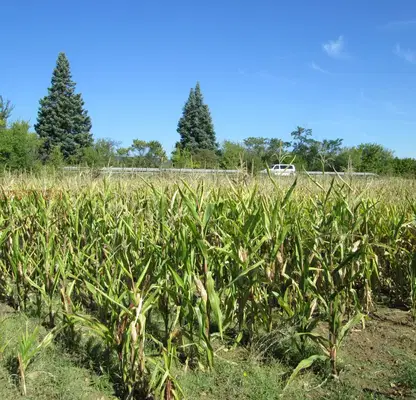 Photo 4 — Agricultural Land in област София, Gorna Malina
