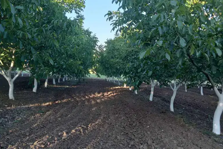 Agricultural Land in Oblast Burgas, Planinica