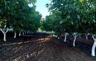 Земеделски имот в Бургас, с. Планиница