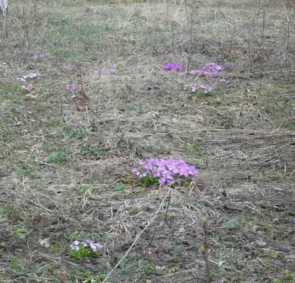 Photo 3 — Plot in Pancharevo