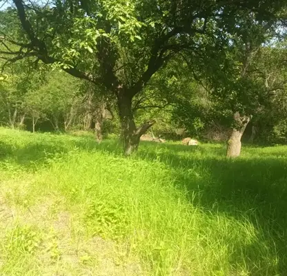 Photo 5 — Plot in Myrchaevo