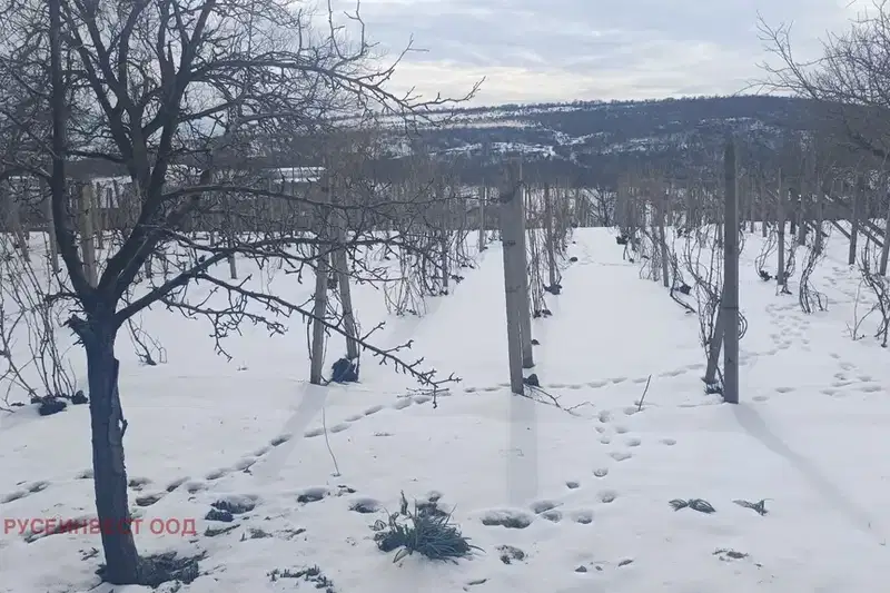 Парцел в Русе, Басарбово