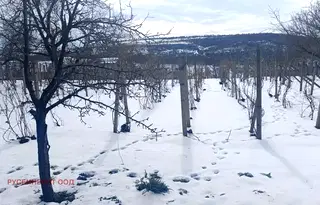 Парцел в Русе, Басарбово