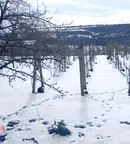 Парцел в Русе, Басарбово