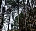 Снимка 4 — Парцел в София, Княжево