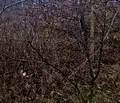 Снимка 4 — Парцел във Варна, м-т Боровец - север