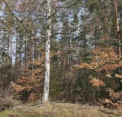 Photo 2 — Plot in Sofiya, Shtyrkelovo Gnezdo