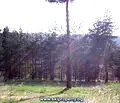 Снимка 3 — Парцел в София, м-т яз. Искър