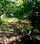 Парцел в Бургас, Айтос