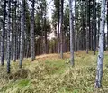 Снимка 4 — Парцел в Бургас, Царево