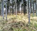 Снимка 5 — Парцел в Бургас, Царево