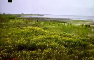 Парцел в Бургас, Царево