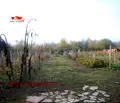 Снимка 3 — Парцел в Бургас, Царево