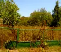 Снимка 3 — Парцел в Бургас, с. Кондолово