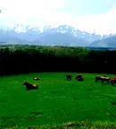Парцел в Ловеч, Априлци