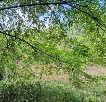 Photo 2 — Plot in Oblast Lovech, Beli Osym